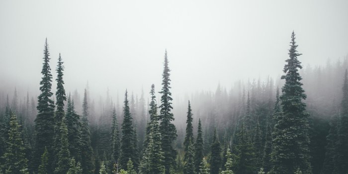 2048x1365 pine trees, Forest Wallpaper | Tree wallpaper computer, Tree