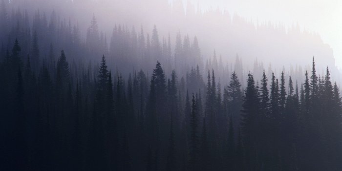 1920x1080 Pine Forest Wallpapers - Top Free Pine Forest Backgrounds