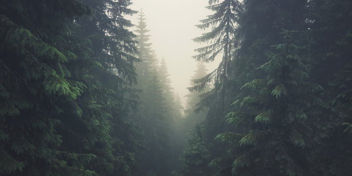 3840x2160 Green Pine Tree Forest Wallpapers