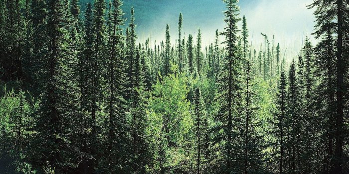 1533x1021 Pine Tree Forest Desktop Background Wallpapers 14742 | Boreal forest