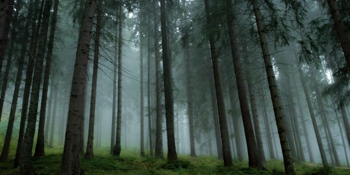 2200x1375 64+ Pine Tree Wallpapers on WallpaperPlay