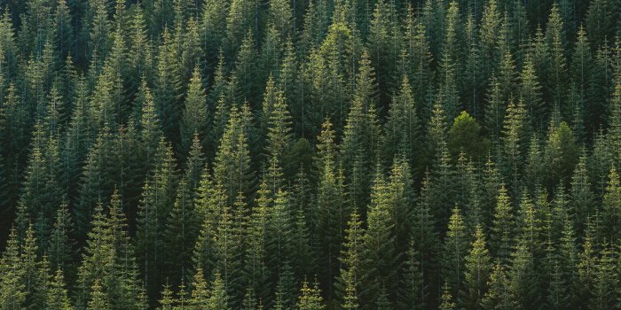 1197x699 Pine Tree Forest – high-quality wall murals with free US delivery
