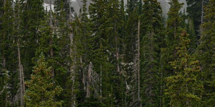 938x1668 Download wallpaper 938x1668 forest, trees, fog, pine, tops iphone