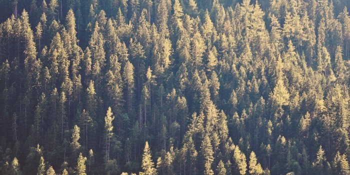 1920x1080 Forest Pine Tree Trees Wallpapers Desktop Background