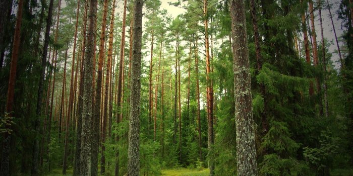 2400x1600 73+] Pine Tree Wallpaper on WallpaperSafari