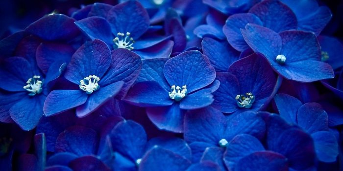 1440x900 Pretty Blue Wallpapers Wallpapers Cave Desktop Background