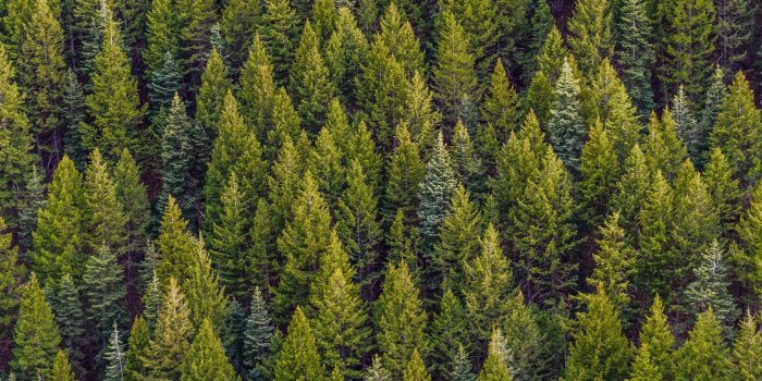 2560x1080 Download wallpaper 2560x1080 trees, top view, pines, forest dual