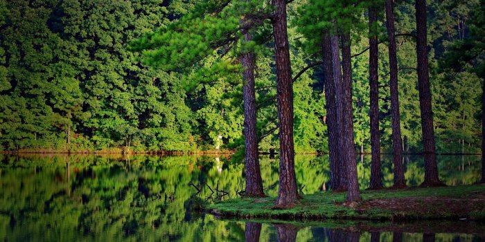 2560x1600 Pine Tree Background (59+ pictures)