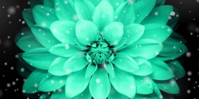 720x1280 Pretty blue flower wallpaper by kennedyroth8938767 - 21 - Free on