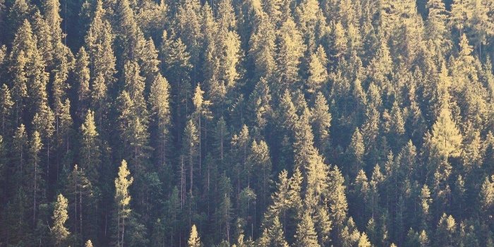 1400x1050 Forest Pine Tree Trees Wallpapers Desktop Background