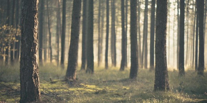 1950x1296 Pine-Tree-Forest-Wallpaper-Background-HD