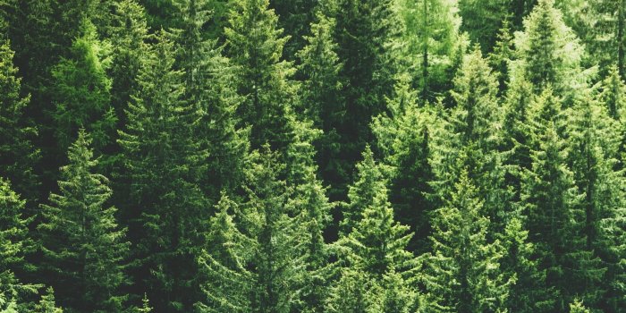 2560x1700 Download 2560x1700 Pine Trees, Forest, Top View Wallpapers for