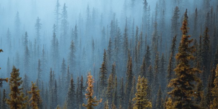 5060x3163 Pine Trees Fog Forest 5k, HD Nature, 4k Wallpapers, Images