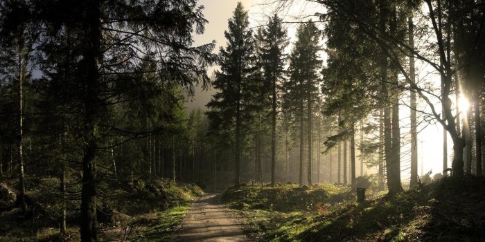 1920x1080 64+ Pine Tree Wallpapers on WallpaperPlay