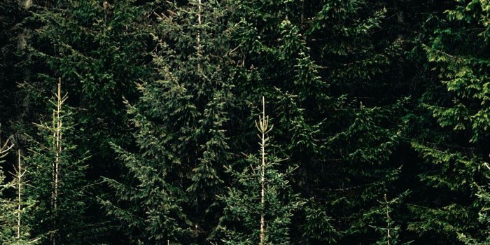 1242x2688 green forest with pine trees iPhone Wallpapers Free Download