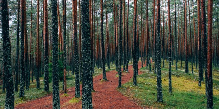 3840x2560 004 Awesome Pine Tree Forest Wallpaper 4k Resolution - 4k Tree