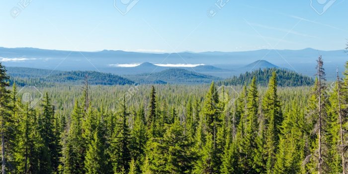 1300x861 Free download Pine Tree Forest Iphone Wallpapers [1300x861] for