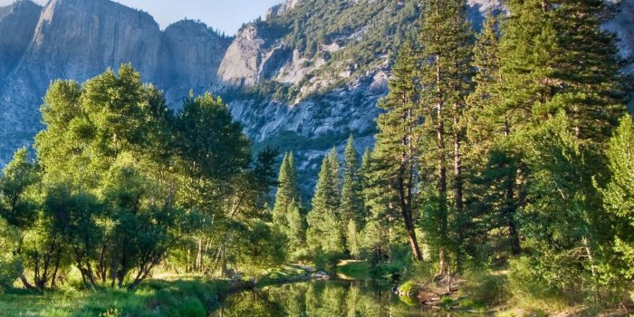 2880x1800 Pine Tree Forest wallpaper | nature and landscape | Wallpaper Better