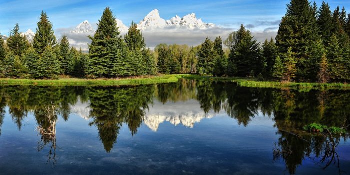 1920x1200 High Resolution Pine Forest - 1920x1200 Wallpaper - Ecopetit.cat