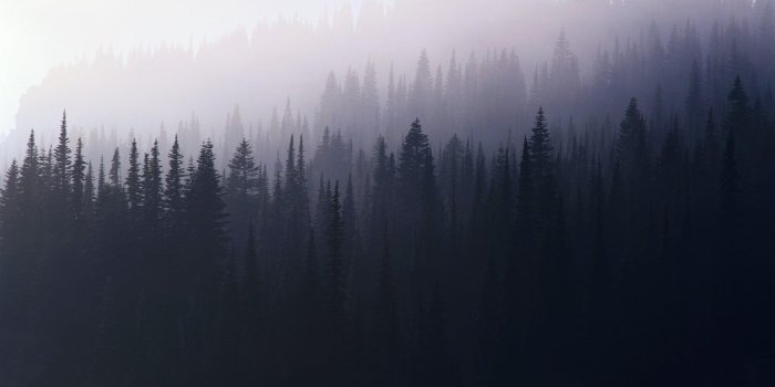 1920x1080 Green Pine Tree Forest Wallpapers