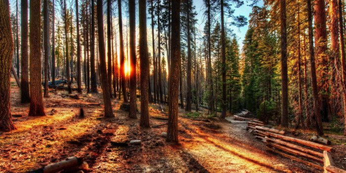 3625x2246 Forest Hdr Wallpaper - Pine Trees (#479753) - HD Wallpaper