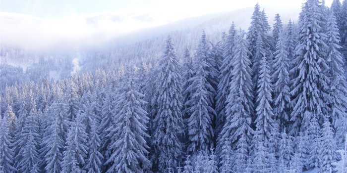 2560x1600 Pine Tree Wallpapers posted by John Tremblay