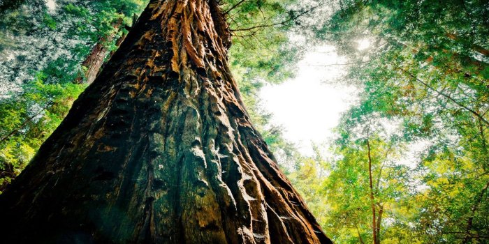 1920x1080 Pine Tree Forest Green Wallpaper Hd 2560x1600 : Wallpapers13.com