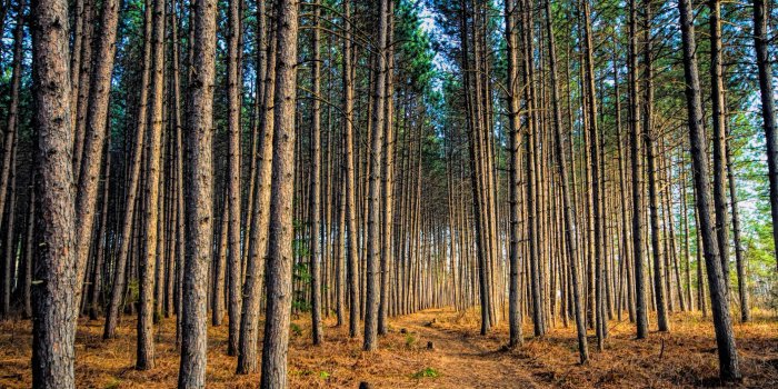 1920x1199 Best 54+ Pine Background on HipWallpaper | Darkspine Sonic