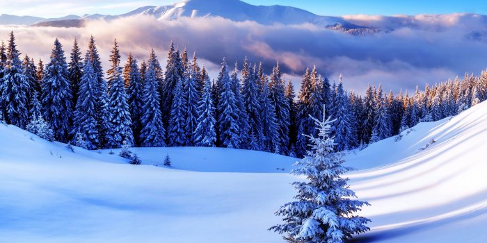 4000x2666 Winter, 4K, Pine trees, Forest, Mountains, HD wallpaper