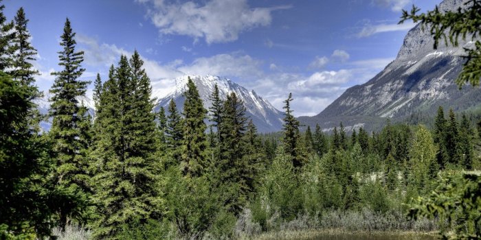 1920x1080 Best 51+ Ponderosa Pine Wallpaper on HipWallpaper | Darkspine