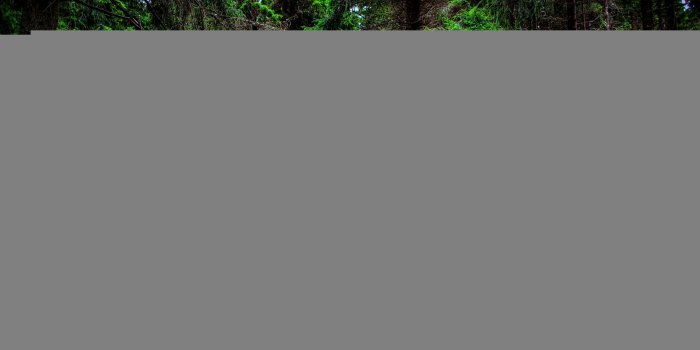 2560x1700 Free download Pine Path Forest Tree wallpaper 4000x2655 720268