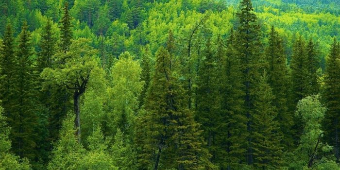 1920x1080 64+ Pine Tree Wallpapers on WallpaperPlay