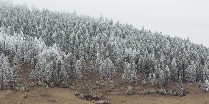 5698x3205 Snowy pine tree forest HD wallpaper | Wallpaper Flare