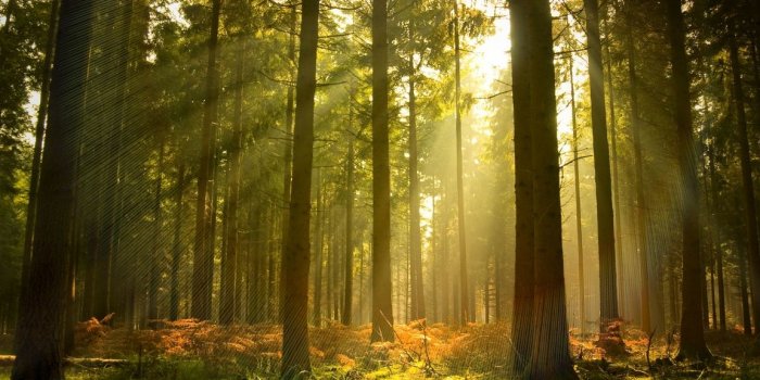 1152x864 Pine Tree wallpaper | 1152x864 | #53557