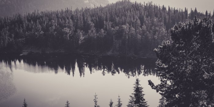 7360x4912 pine tree forest free image | Peakpx