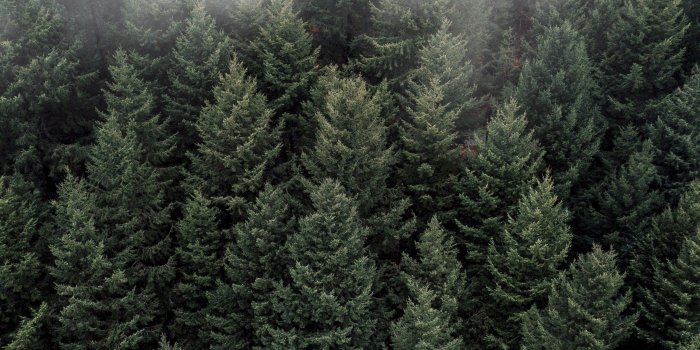 2560x1440 Download 2560x1440 Foggy Forest, Aerial View, Pine Trees