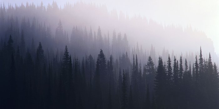 1920x1080 Misty forest and pine trees | Hipster wallpaper, Forest wallpaper