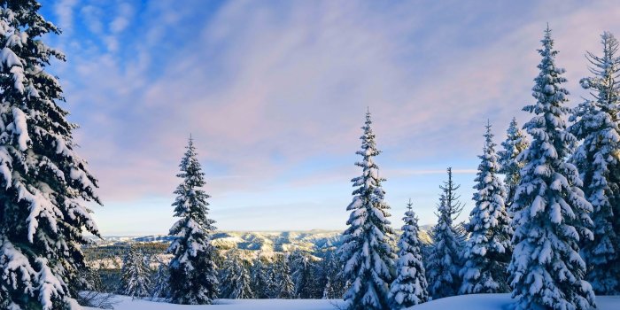 2560x1600 Snowy pine trees rising towards the sky wallpaper - Nature