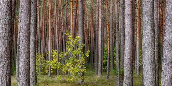 1000x1620 Beautiful Nature Image & Photo (Free Trial) | Bigstock