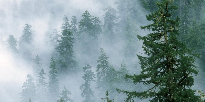 1920x1080 Green Pine Tree Forest Wallpapers