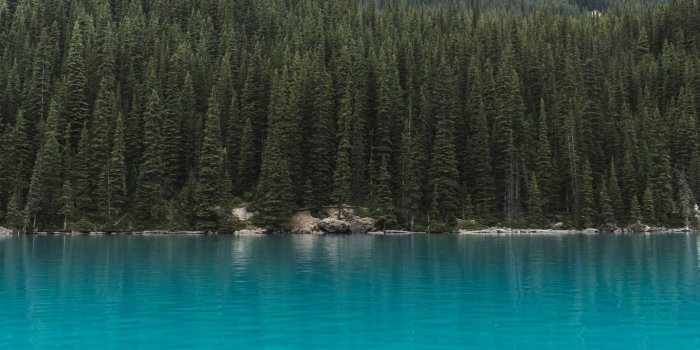 1366x768 Pine Tree Wallpaper Download Free HD Images