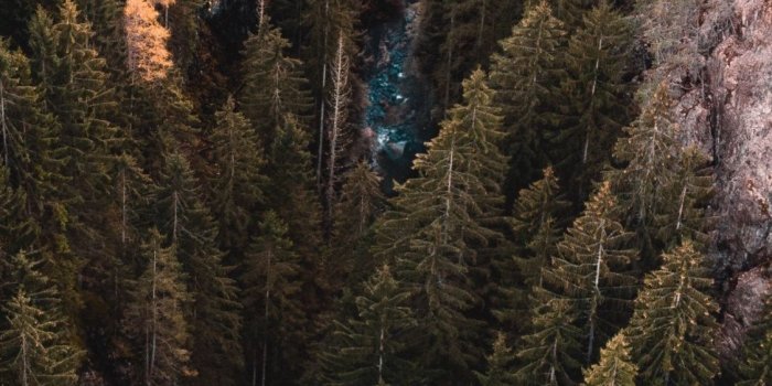 1125x2436 Download 1125x2436 wallpaper aerial view, forest, water stream