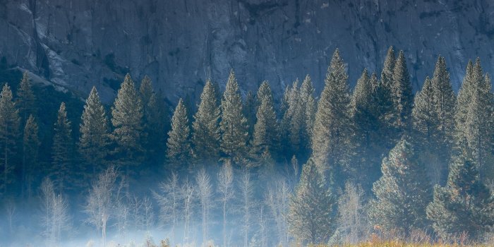 1920x1080 Pine Forest Wallpapers - Top Free Pine Forest Backgrounds