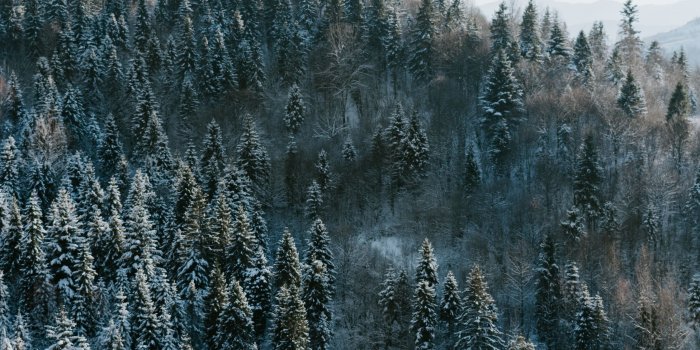 2248x2248 Download Pine trees, winter, nature, forest wallpaper, 2248x2248