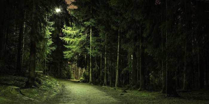 1920x1080 Pine Tree Background (59+ pictures)