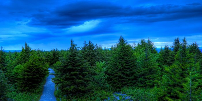2560x1600 River through the pine forest wallpaper - Nature wallpapers - #44550