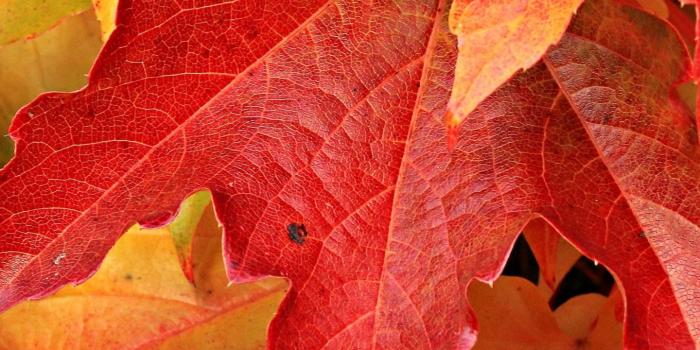 1440x2560 Maple Leaves Wallpapers - Top Free Maple Leaves Backgrounds