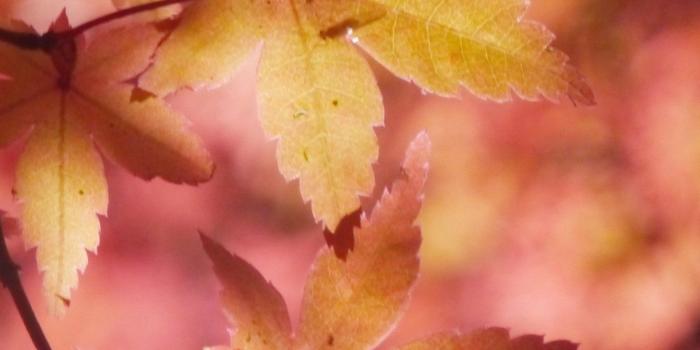 1440x2560 Autumn Maple Leaves Wallpaper - iPhone, Android & Desktop