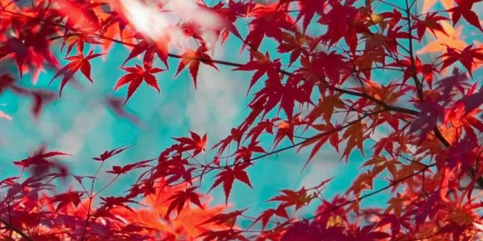 1080x1920 Beautiful Red Maple Leaves iPhone wallpapers. Tap to see more Fall