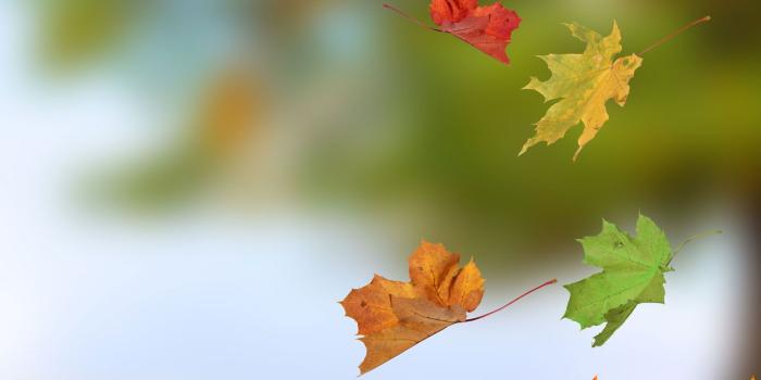 1500x1500 Maple Leaves Falling - Fall Leaves In The Air - 1500x1500